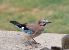 BRAMBLING